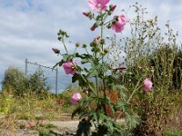 Malva alcea 18, Vijfdelig kaasjeskruid, Saxifraga-Ed Stikvoort