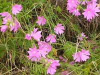 Malva alcea 3, Vijfdelig kaasjeskruid, Saxifraga-Peter Meininger