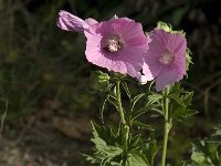 Malva alcea 4, Vijfdelig kaasjeskruid, Saxifraga-Jan van der Straaten