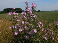 Malva alcea 5, Vijfdelig kaasjeskruid, Saxifraga-Peter Meininger