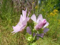 Malva alcea 6, Vijfdelig kaasjeskruid, Saxifraga-Rutger Barendse