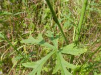 Malva alcea 7, Vijfdelig kaasjeskruid, Saxifraga-Rutger Barendse