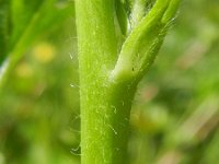 Malva alcea 8, Vijfdelig kaasjeskruid, Saxifraga-Rutger Barendse