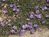 Malva neglecta 16, Klein kaasjeskruid, Saxifraga-Willem van Kruijsbergen