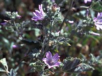 Malva neglecta 19, Klein kaasjeskruid, Saxifraga-Jan van der Straaten
