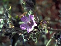 Malva neglecta 20, Kleine kaasjeskruid, Saxifraga-Jan van der Straaten