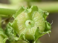 Malva pusilla 23, Rond kaasjeskruid, Saxifraga-Sonja Bouwman  786. Rond kaasjeskruid - Malva pusilla - Malvaceae familie (i)