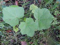 Malva pusilla 10, Rond kaasjeskruid, Saxifraga-Rutger Barendse