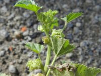 Malva pusilla 11, Rond kaasjeskruid, Saxifraga-Rutger Barendse