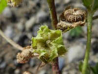 Malva pusilla 12, Rond kaasjeskruid, Saxifraga-Rutger Barendse