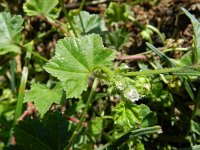 Malva pusilla 13, Rond kaasjeskruid, Saxifraga-Rutger Barendse