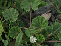 Malva pusilla 14, Rond kaasjeskruid, Saxifraga-Rutger Barendse