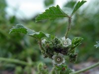 Malva pusilla 19, Rond kaasjeskruid, Saxifraga-Ed Stikvoort