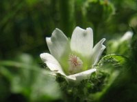 Malva pusilla 2, Rond kaasjeskruid, Saxifraga-Rutger Barendse