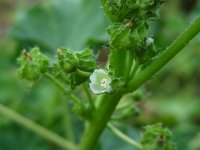 Malva pusilla 22, Rond kaasjeskruid, Saxifraga-Ed Stikvoort