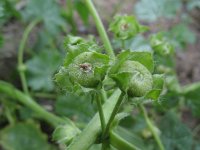 Malva pusilla 4, Rond kaasjeskruid, Saxifraga-Rutger Barendse