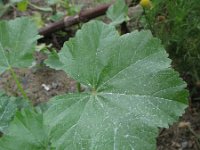 Malva pusilla 5, Rond kaasjeskruid, Saxifraga-Rutger Barendse