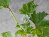 Malva pusilla 6, Rond kaasjeskruid , Saxifraga-Peter Meininger