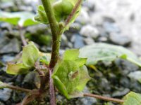 Malva pusilla 7, Rond kaasjeskruid, Saxifraga-Rutger Barendse