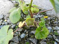 Malva pusilla 8, Rond kaasjeskruid, Saxifraga-Rutger Barendse