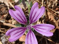 Malva sylvestris 33, Groot kaasjeskruid, Saxifraga-Sonja Bouwman  Z6. Groot kaasjeskruid - Malva sylvestris - Malvaceae familie (i)