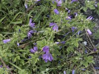 Malva sylvestris 34, Groot kaasjeskruid, Saxifraga-Willem van Kruijsbergen