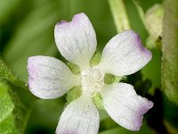 Malva verticillata 6, Dessertbladen, Saxifraga-Sonja Bouwman  989. Dessertbladen - Malva verticillata - Malvaceae familie (zw) Utrecht, Linschoten