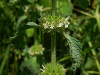 Marrubium vulgare 12, Malrove, Saxifraga-Ed Stikvoort