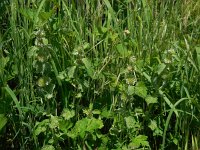 Marrubium vulgare 13, Malrove, Saxifraga-Ed Stikvoort