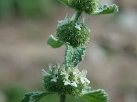 Marrubium vulgare 2, Malrove, Saxifraga-Jan van der Straaten