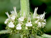 Marrubium vulgare 21, Malrove, Saxifraga-Sonja Bouwman  609. Malrove - Marrubium vulgare - Lamiaceae familie (i) St Pietersberg (Maastricht)