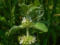 Marrubium vulgare 6, Malrove, Saxifraga-Ed Stikvoort