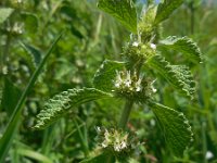 Marrubium vulgare 8, Malrove, Saxifraga-Ed Stikvoort