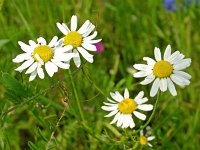 Matricaria recutita 1, Echte kamille, Saxifraga-Hans Dekker