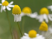 Matricaria recutita camomile  close up of chamomilla with bokeh : Matricaria, Netherlands, beaty, beautiful, camomile, chamomile, chamomilla, close-up, dutch, garden, green, macro, natural, nature, recutita, serene, spring, springtime, summer, tranquil, white, yellow