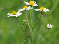 Matricaria recutita 6, Echte kamille, Saxifraga-Rudmer Zwerver