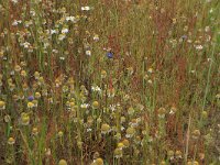 Matricaria recutita 7, Echte kamille, Saxifraga-Hans Boll