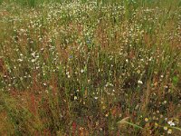 Matricaria recutita 8, Echte kamille, Saxifraga-Hans Boll