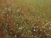 Matricaria recutita 9, Echte kamille, Saxifraga-Hans Boll