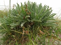 Matthiola incana 10, Saxifraga-Hans Grotenhuis