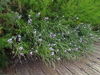 Matthiola incana 11, Saxifraga-Hans Grotenhuis