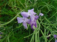 Matthiola incana 8, Saxifraga-Hans Grotenhuis