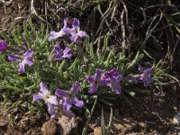 Matthiola perennis