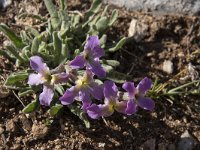 Matthiola perennis 2, Saxifraga-Willem van Kruijsbergen