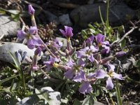 Matthiola perennis 3, Saxifraga-Willem van Kruijsbergen