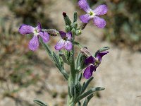 Matthiola sinuata 1, Saxifraga-Jan van der Straaten