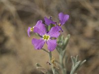 Matthiola sinuata 2, Saxifraga-Jan van der Straaten