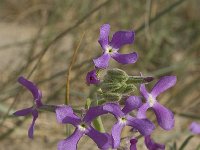 Matthiola sinuata 3, Saxifraga-Jan van der Straaten