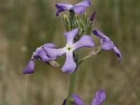 Matthiola sinuata 4, Saxifraga-Jan van der Straaten