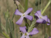 Matthiola sinuata 5, Saxifraga-Jan van der Straaten